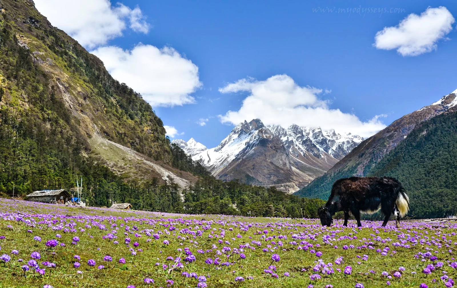 Sikkim And Darjeeling - Image 3