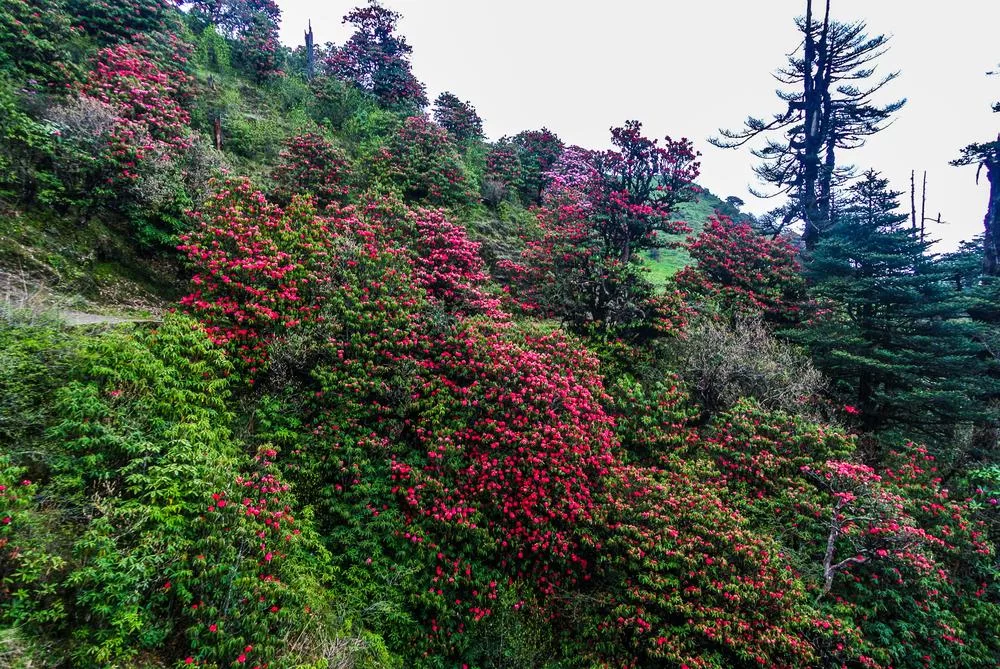 Sandakphu - Image 1
